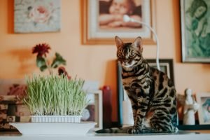 Bengal Cats for Adoption