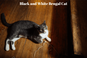 Black and White Bengal Cat