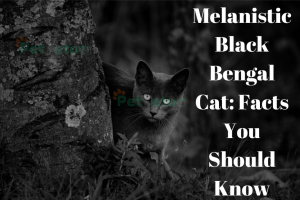 Melanistic Black Bengal Cat