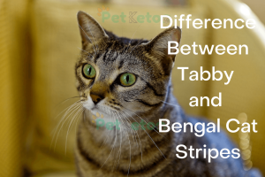 Difference Between Tabby and Bengal Cat Stripes