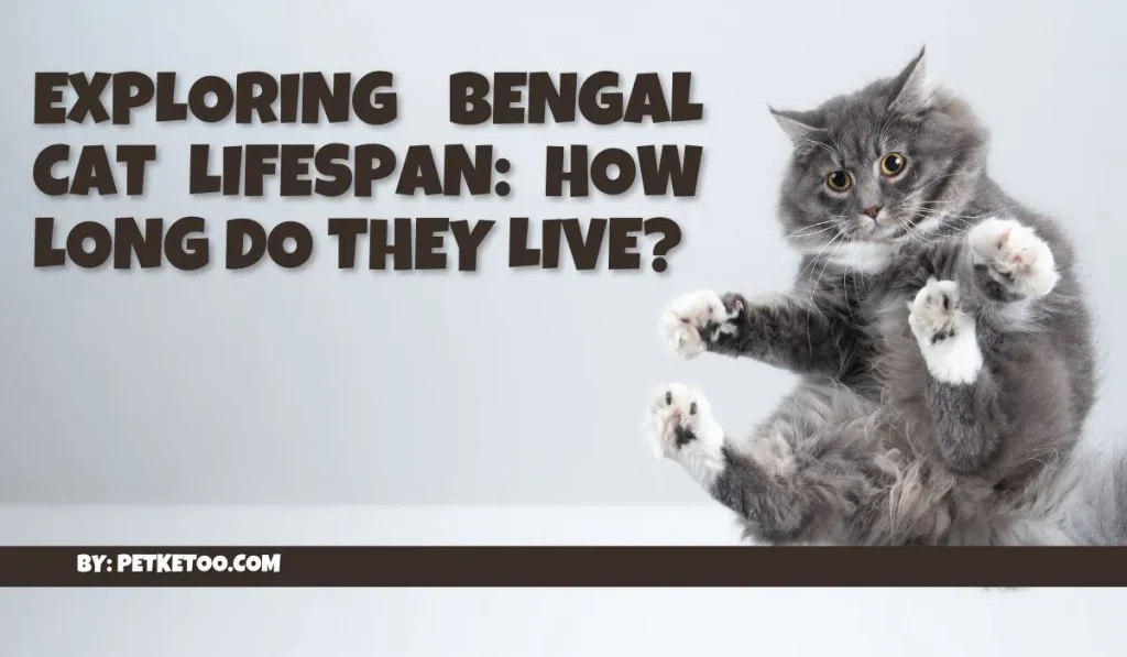 Bengal cat lifespan