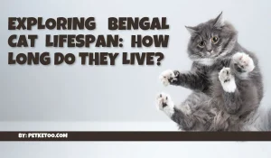 Bengal cat lifespan
