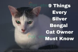 9 Things Every Silver Bengal Cat Owner Must Know