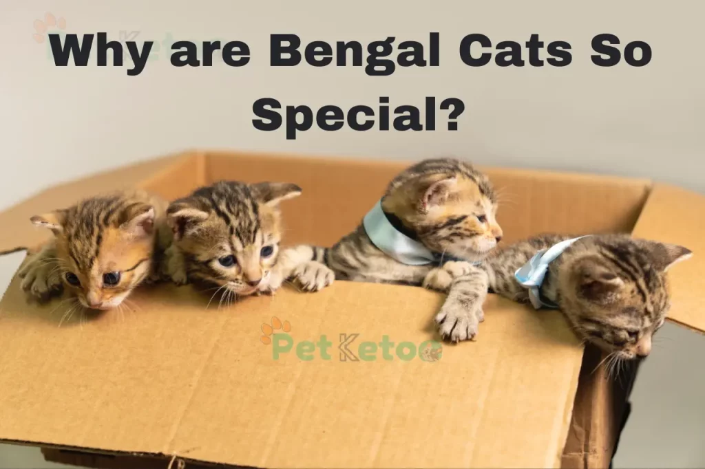 Why are Bengal Cats So Special?