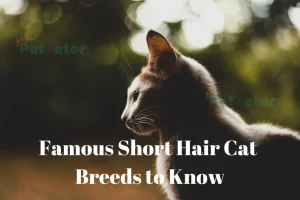 Short Hair Cat Breeds