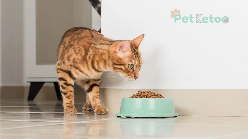 Best Food For Bengal Cat: 13 food What Should You Feed to Bengal?