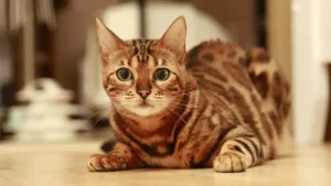 Brown Rosetted Bengal Cat