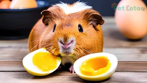 Can guinea pigs eat boiled eggs?