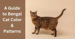Captivating Marbled Bengal Cats Fur Patterns in 2023?