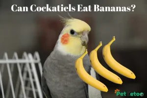 Can Cockatiels Eat Bananas
