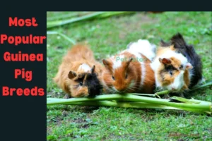 Most Popular Guinea Pig Breeds