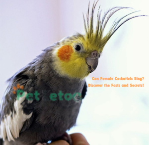 Can Female Cockatiels Sing