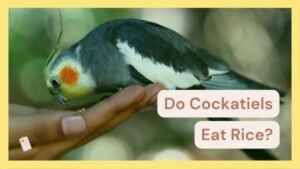 Can Cockatiels Eat Rice