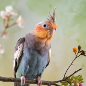 Can Female Cockatiels Talk?