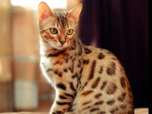 Bengal Cat Prices