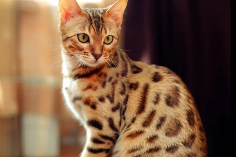 Bengal Cat Prices
