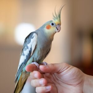 Cockatiel
